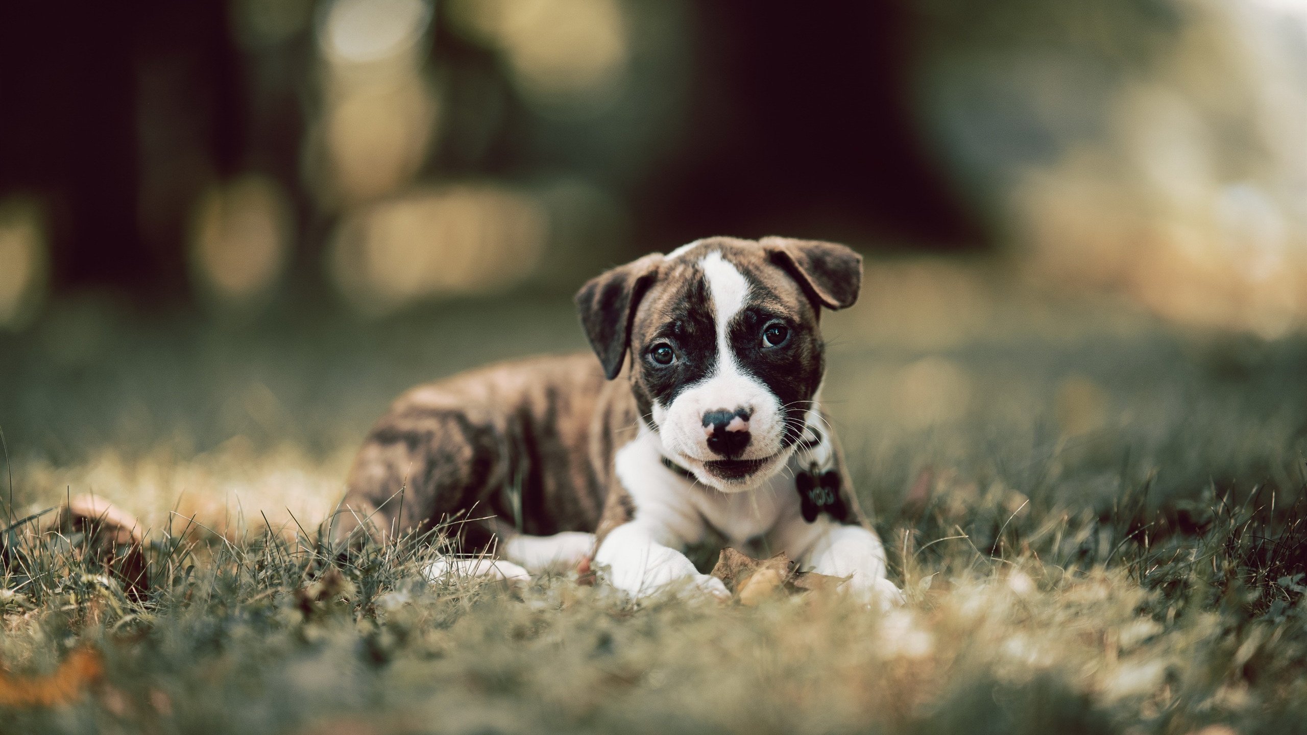 “法甲争冠形势日趋明朗，豪门竞争激烈”，法甲豪门有哪些