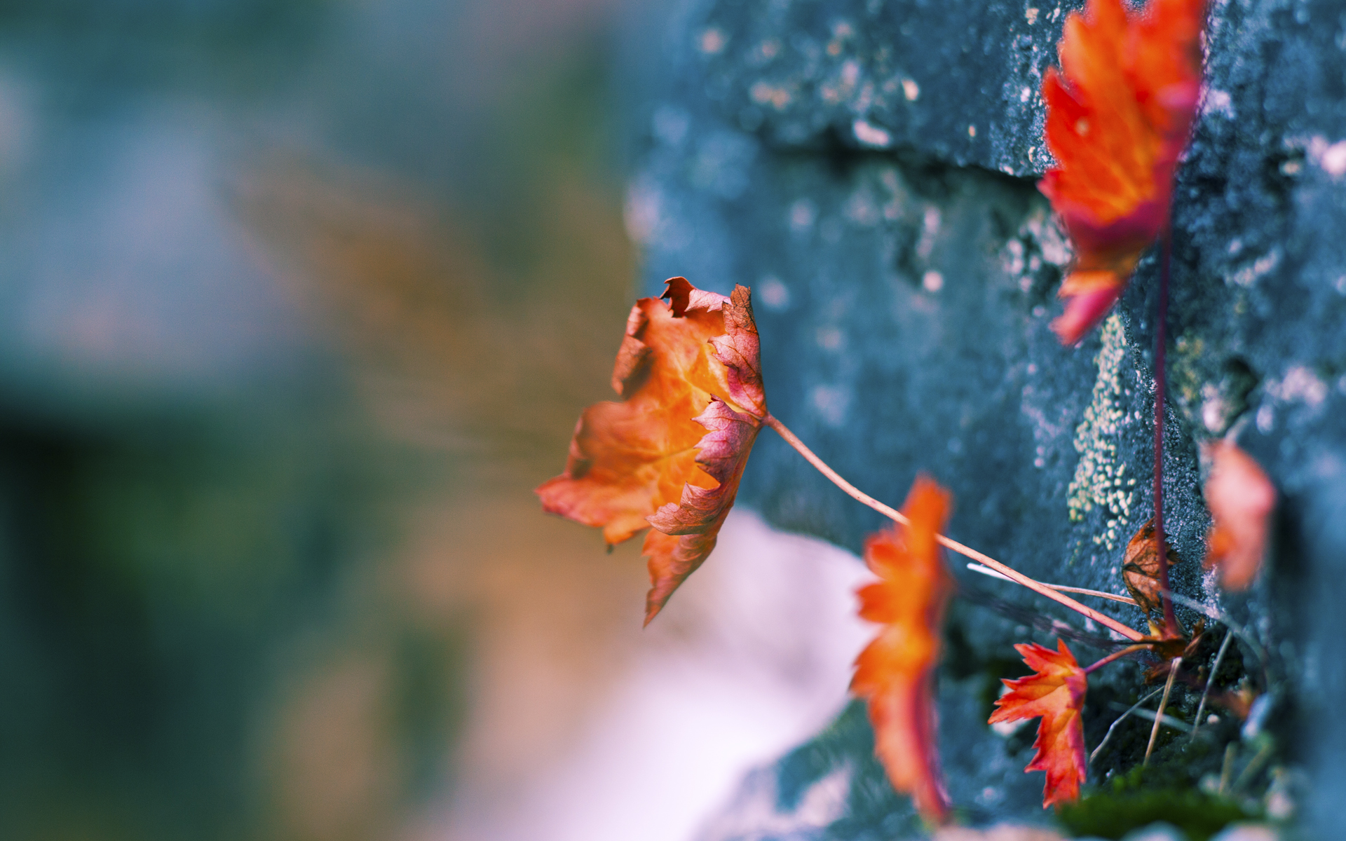 世界滑雪锦标赛:中国代表团取得历史最佳成绩,世界滑雪比赛