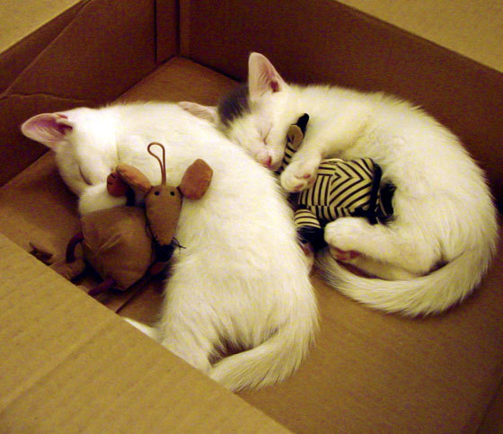 kaiyun体育-今年NBA防守效率最高的队伍，你知道哪个？，nba防守效率2021