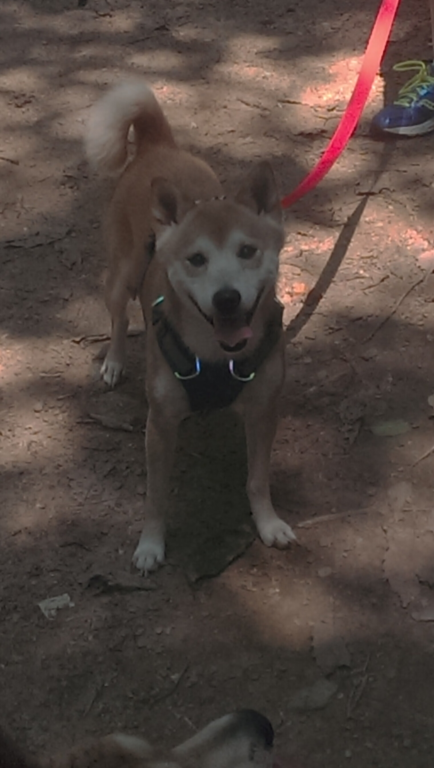 史上最年轻的欧冠“射手王”是谁?,欧洲最年轻的球员