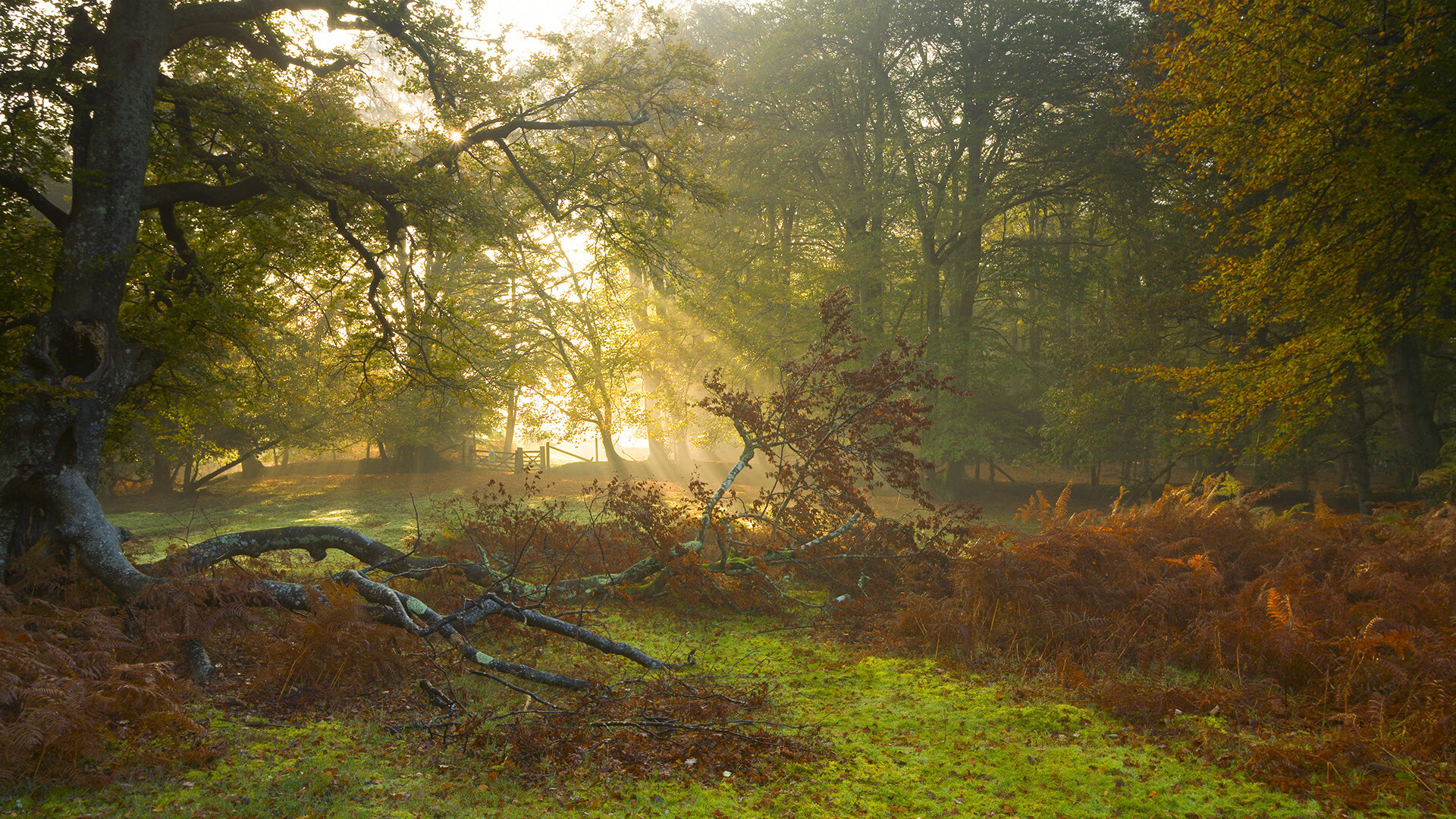开云下载-夜幕下的星空星光慢跑，留下运动中的每个光影，星空下跑步