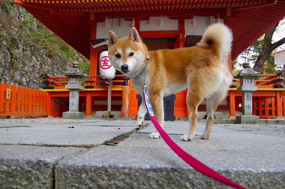 摩洛哥马术协会设立马匹福利基金,支持马匹退休生活。,摩洛哥马拉松