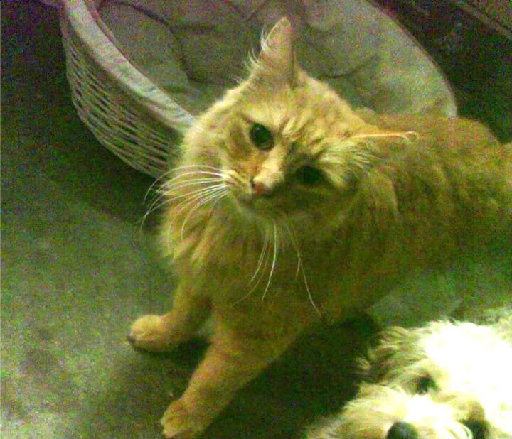 开云体育网址-未来联盟：沉浸式虚拟比赛，带来极致沉浸体验