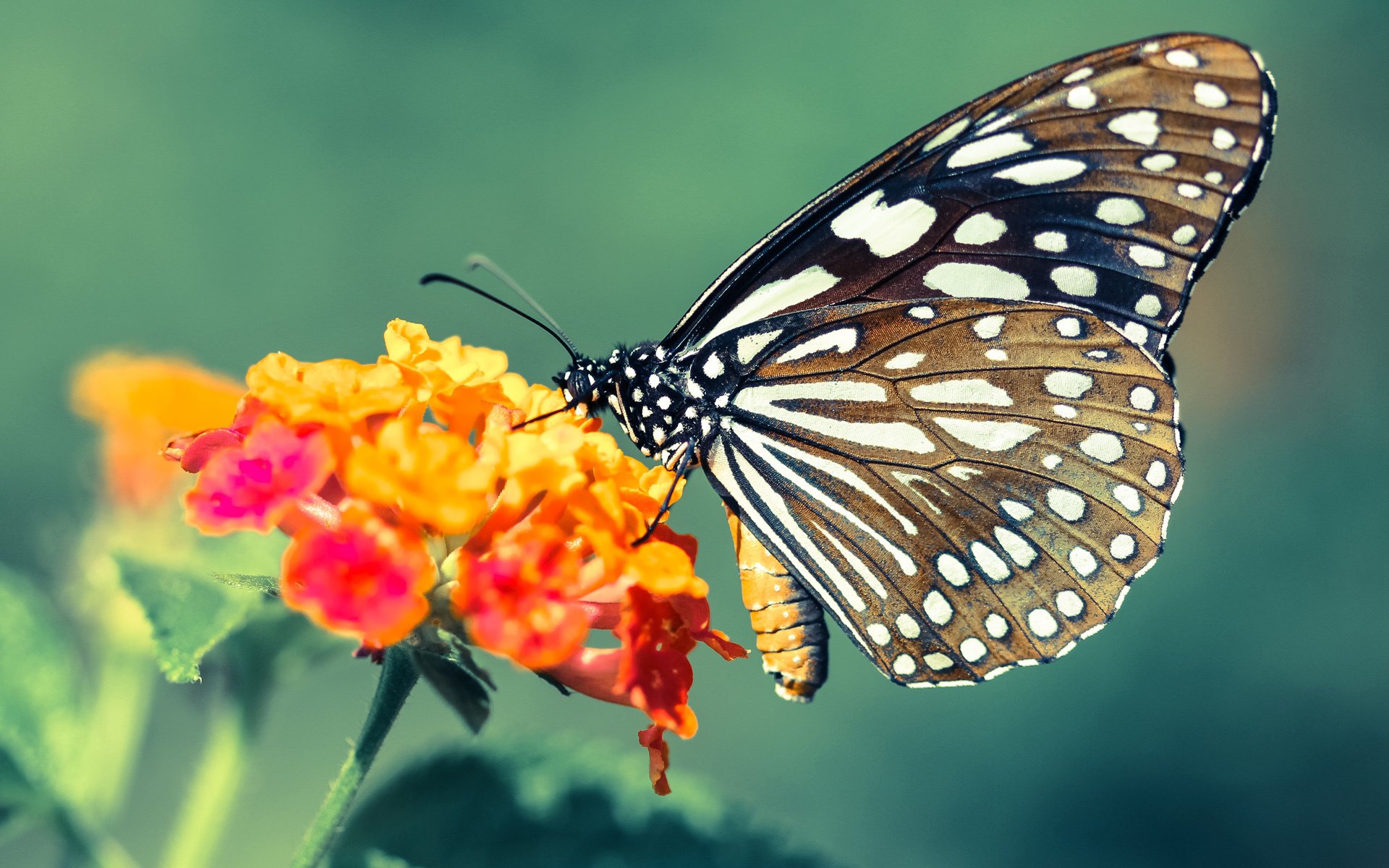 管理层访谈：打造冠军的管理哲学，管理学领导视频