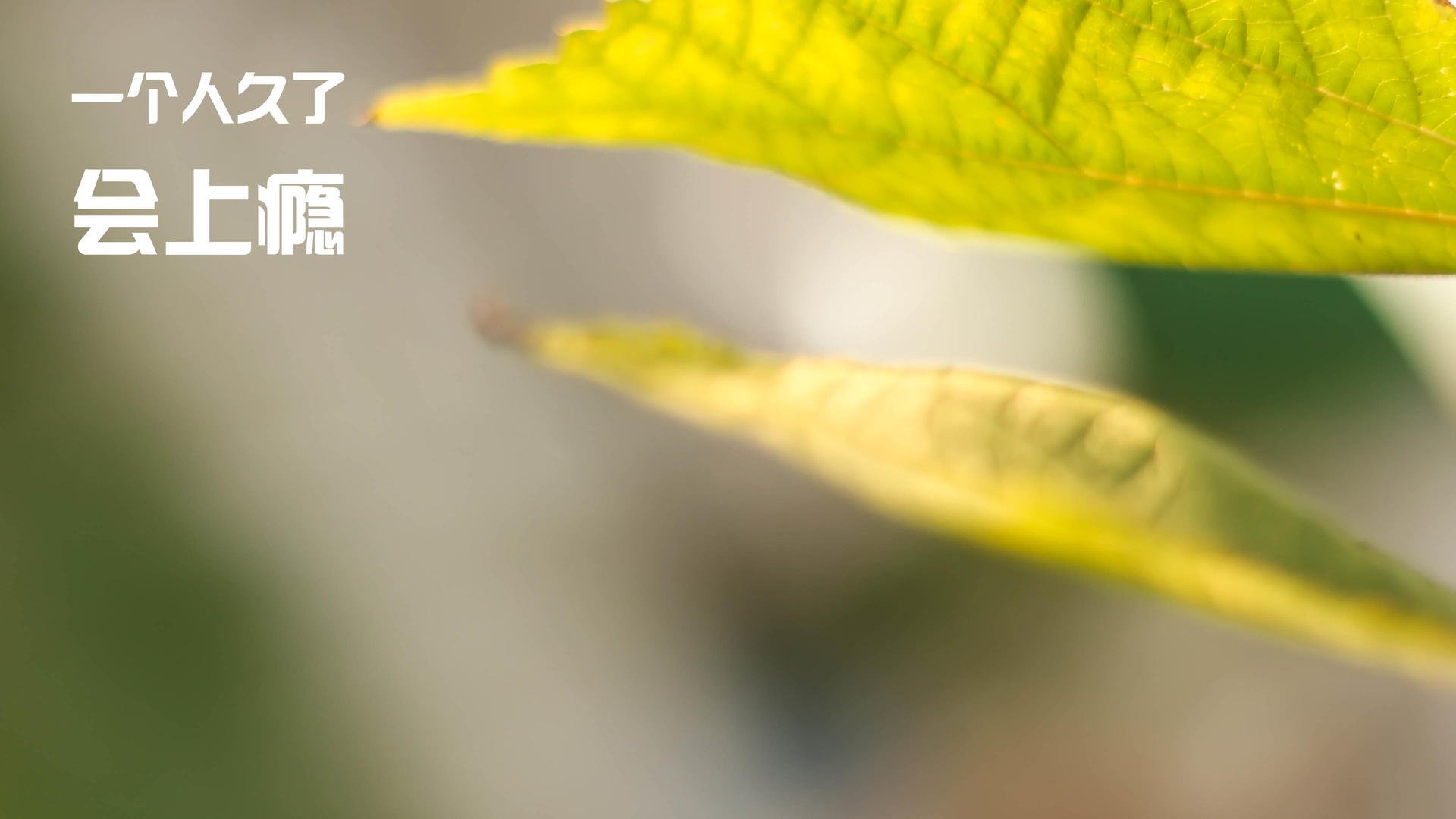 科比在总决赛中的“神瞬间”,永远铭刻人心!,科比总决赛高光时刻