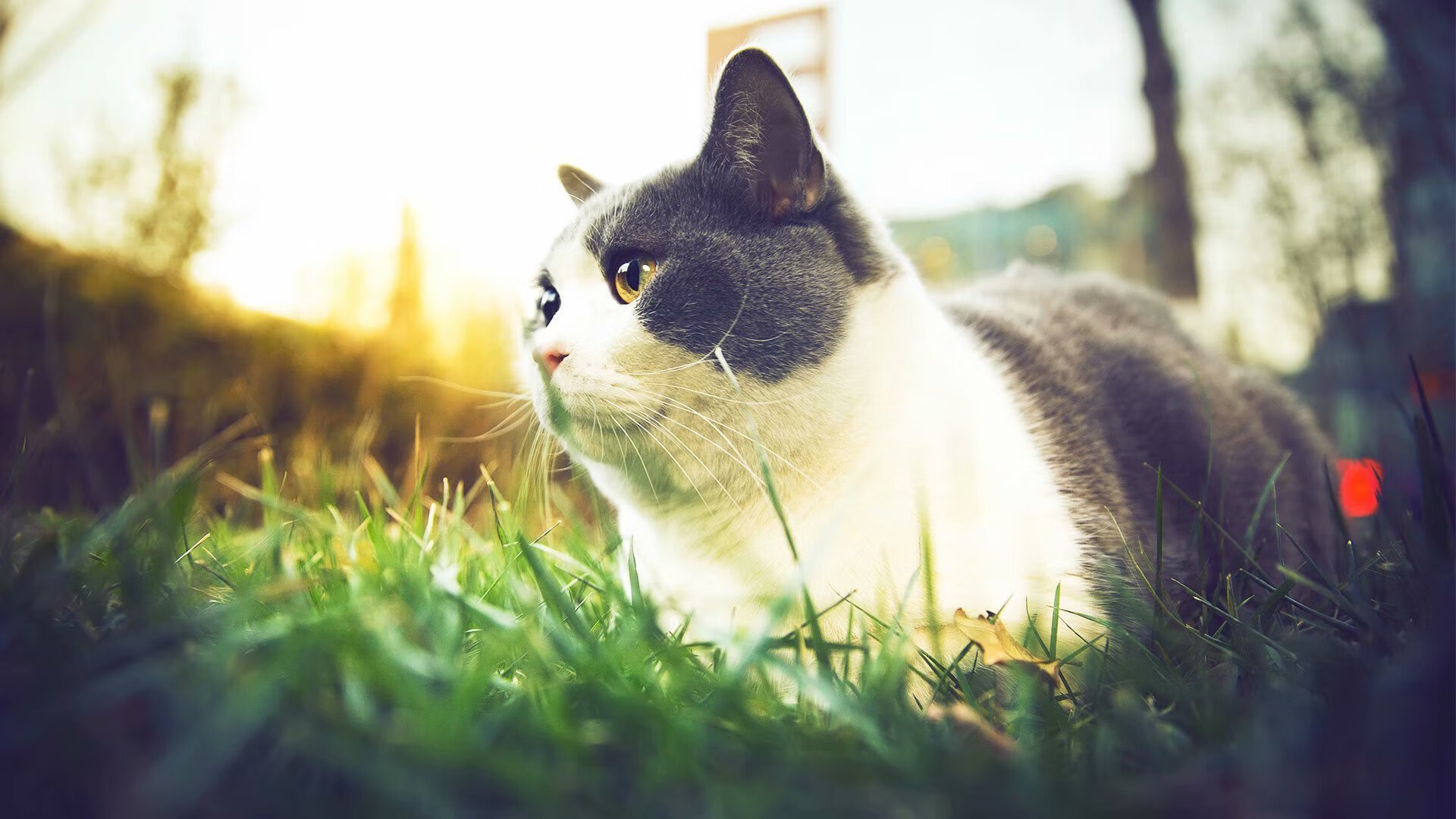 英格兰队在2024年欧洲杯决赛中2-1不敌西班牙，连续两届获得亚军，英格兰进欧洲杯决赛上半场