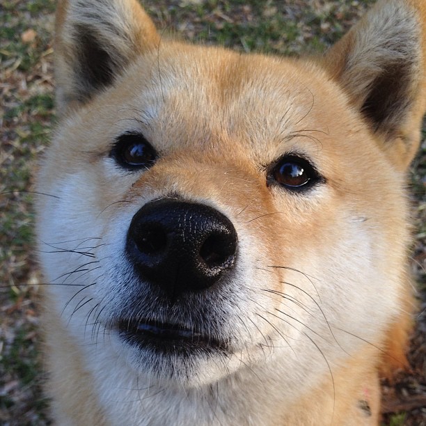 开云体育官网-伊朗联赛主场氛围热烈，伊朗足球队主场