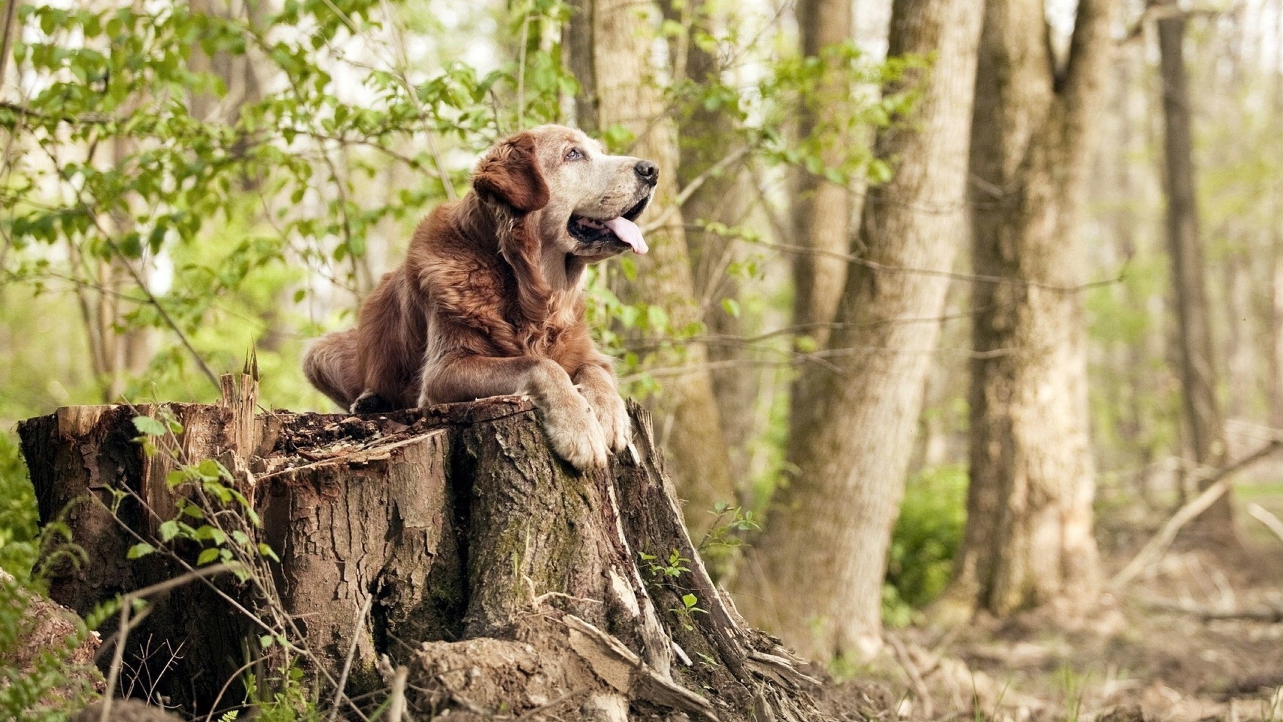 开云品牌-俄罗斯豪胜，锁定下赛季欧洲杯资格，俄罗斯欧洲杯晋级之路