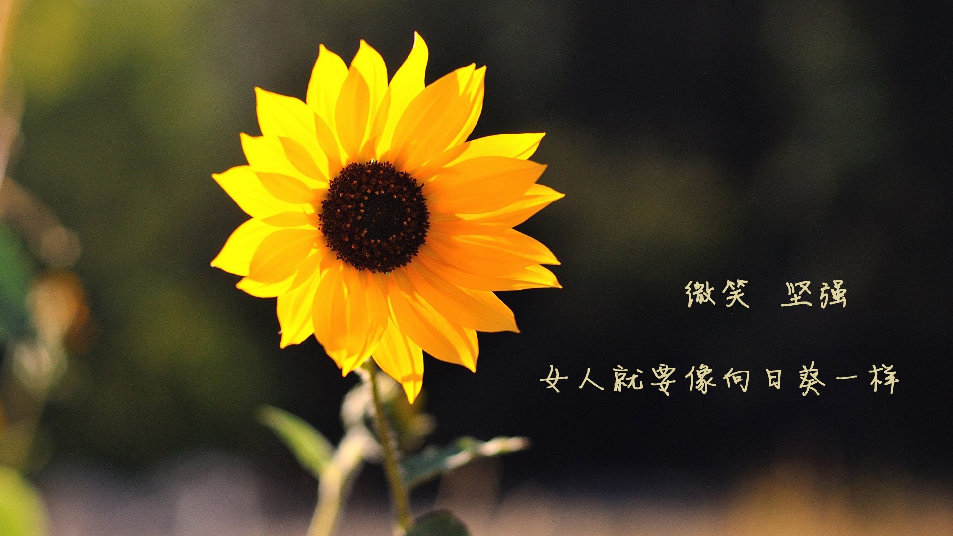 利物浦中场球员获得最佳球员奖项,实至名归,利物浦中场球星