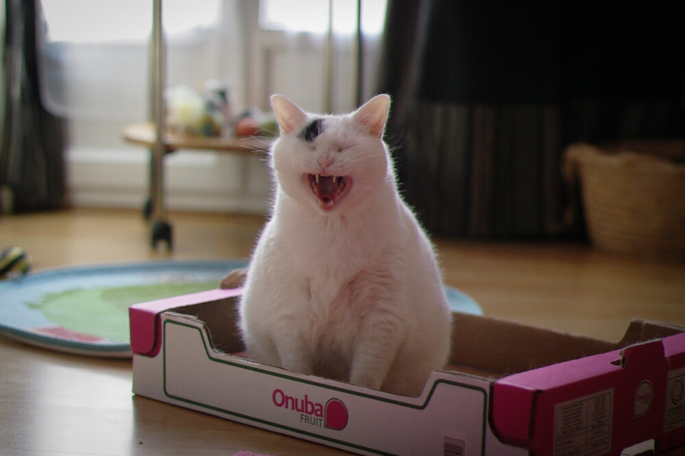 弗拉门戈、帕尔梅拉斯、桑托斯赛季表现对比,帕尔梅拉斯vs弗拉门戈比分预测