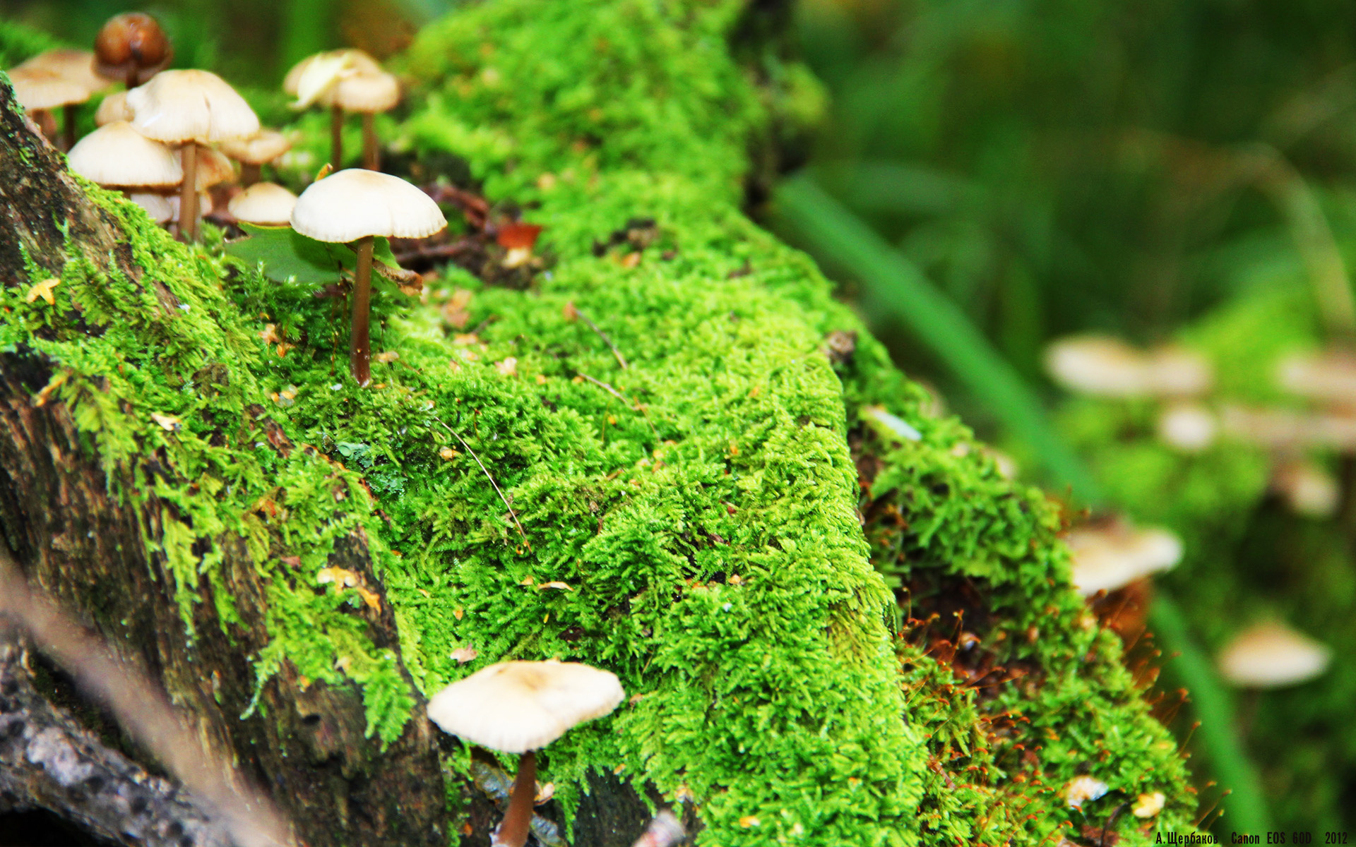 德国男子排球队在四分之一决赛中惜败巴西队,排球 德国