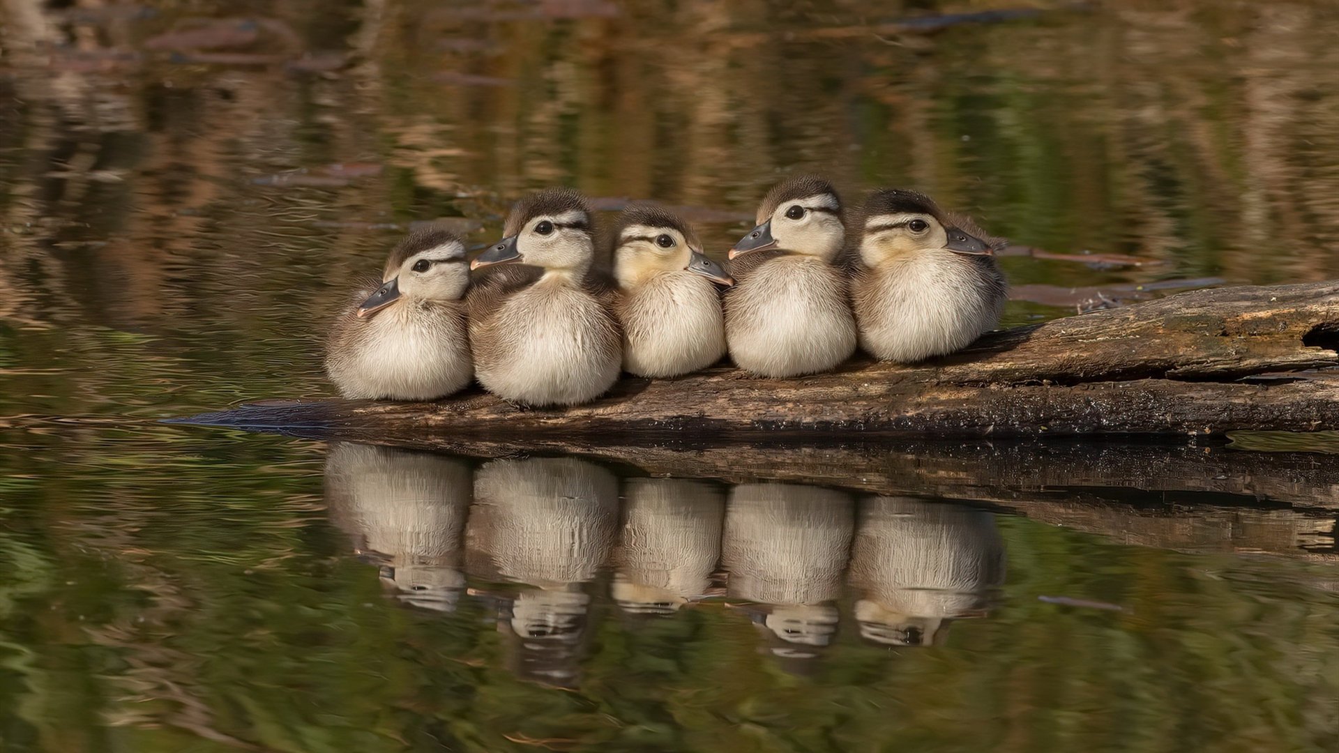 球员技术单一是否因训练体系结构僵化，球员对训练不满