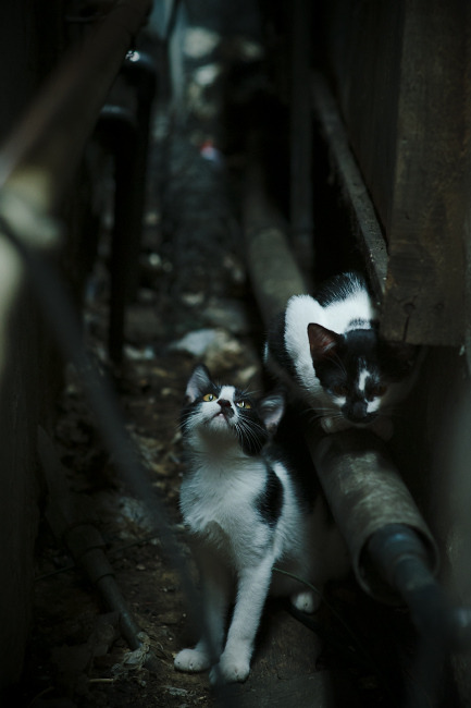 开云权威入口-琉球黄金国王篮板球优势明显，琉球王国官制