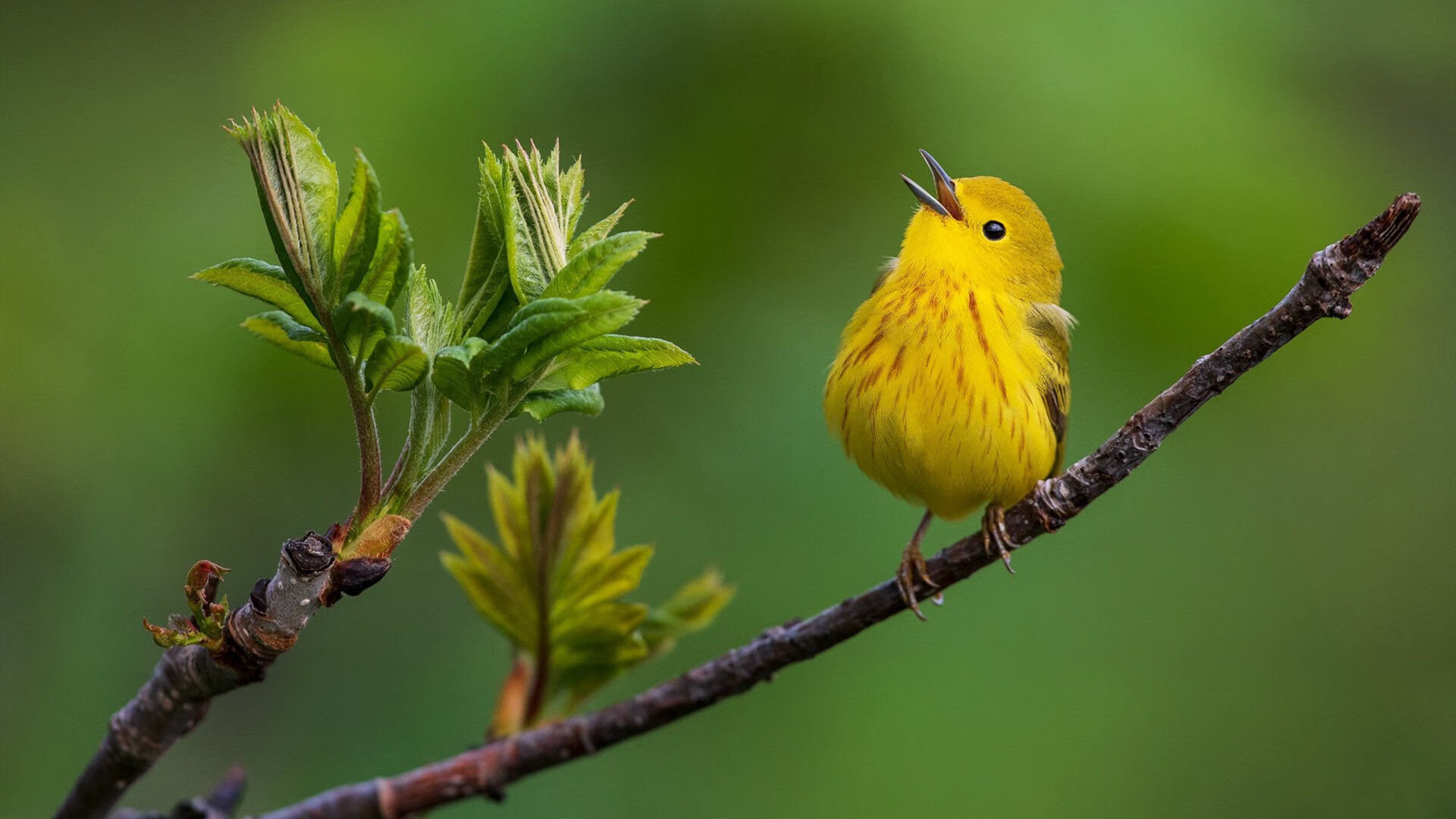 开云体育官网下载-国足历史大比分胜场比赛回顾，国足历史大比分胜场比赛回顾视频