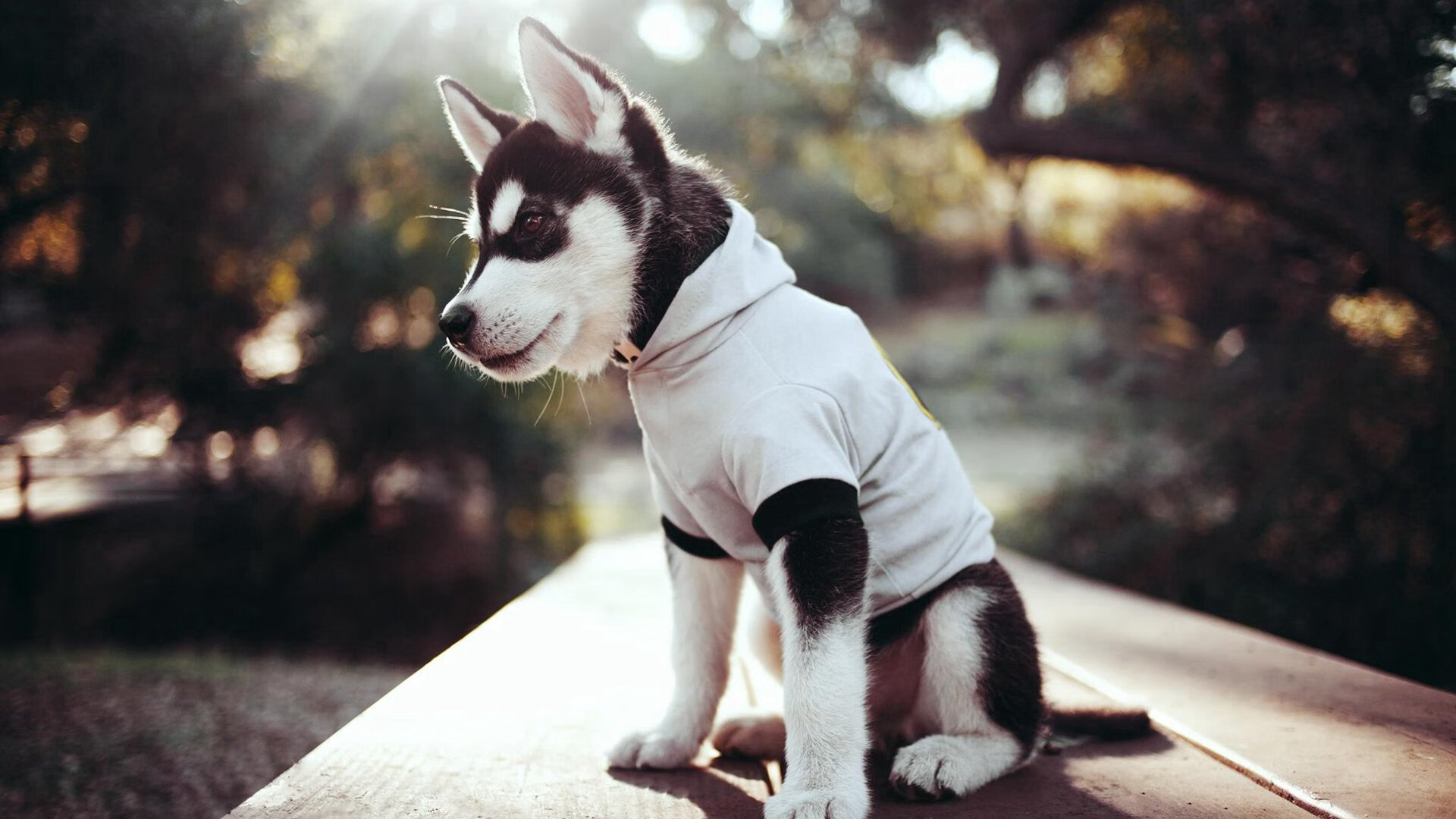 国足历史大比分胜场比赛回顾，国足历史大比分胜场比赛回顾视频