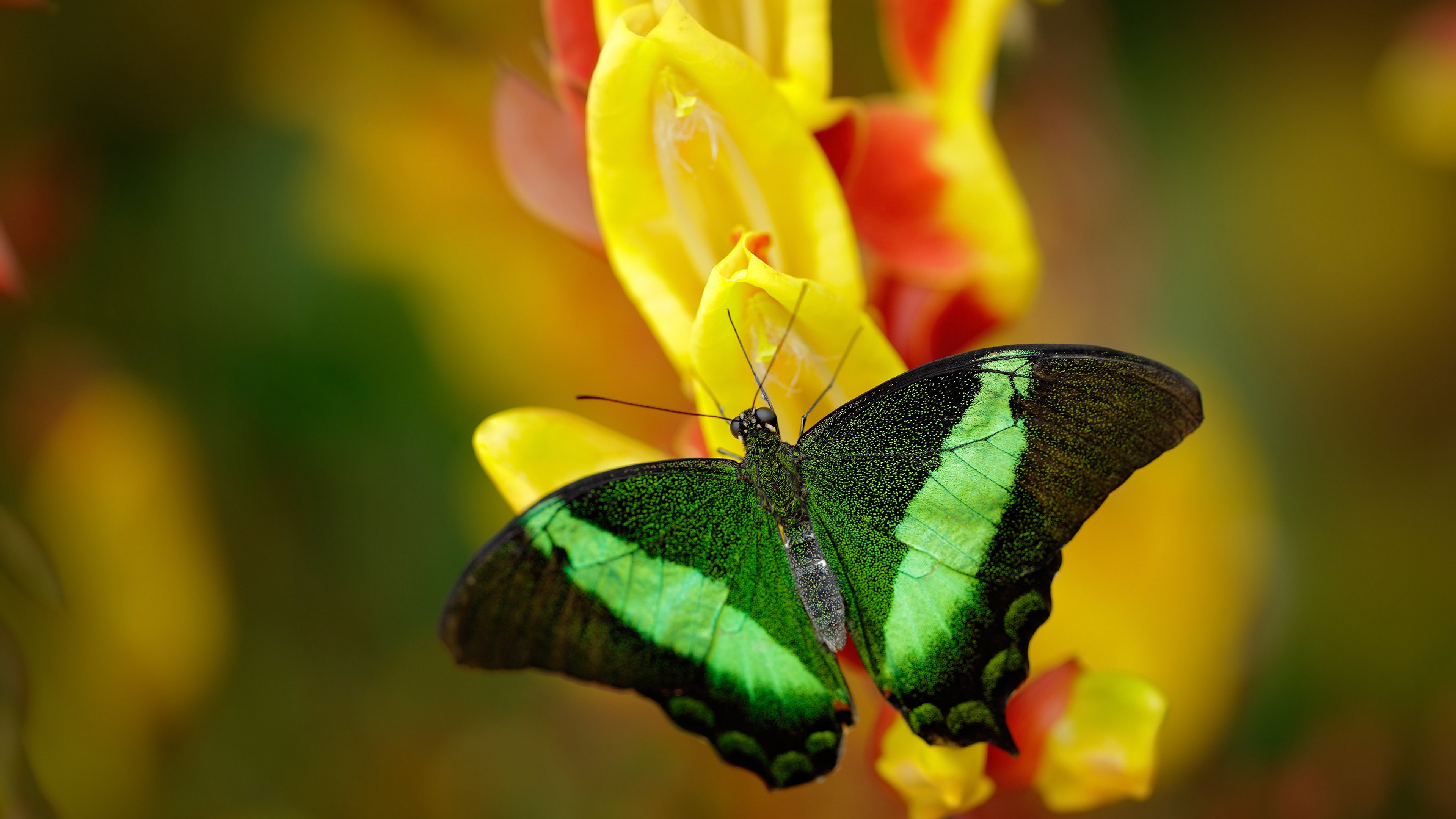开云权威入口-意甲球队视频分析系统提升防守协同效率的案例，意甲防守怎么这么严
