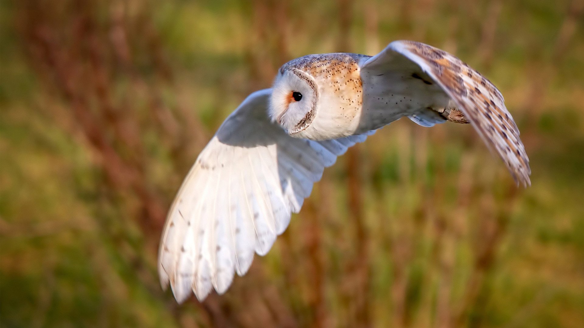 英超球员比赛后心率恢复曲线被用于训练调整,英超球员百米速度