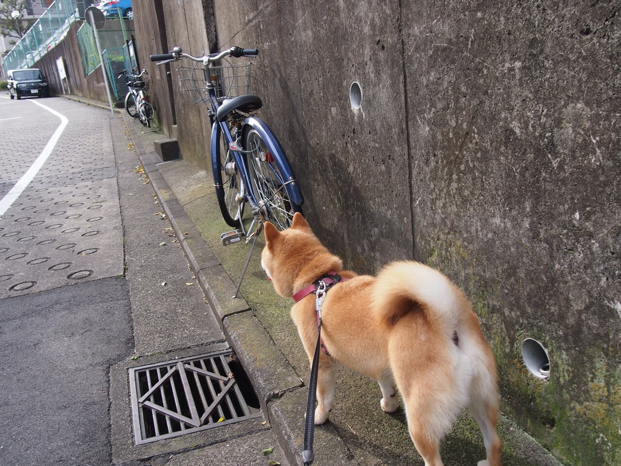 勒沃库森积极拼抢打乱比赛节奏,勒沃库森比赛预测聚胜顽球汇