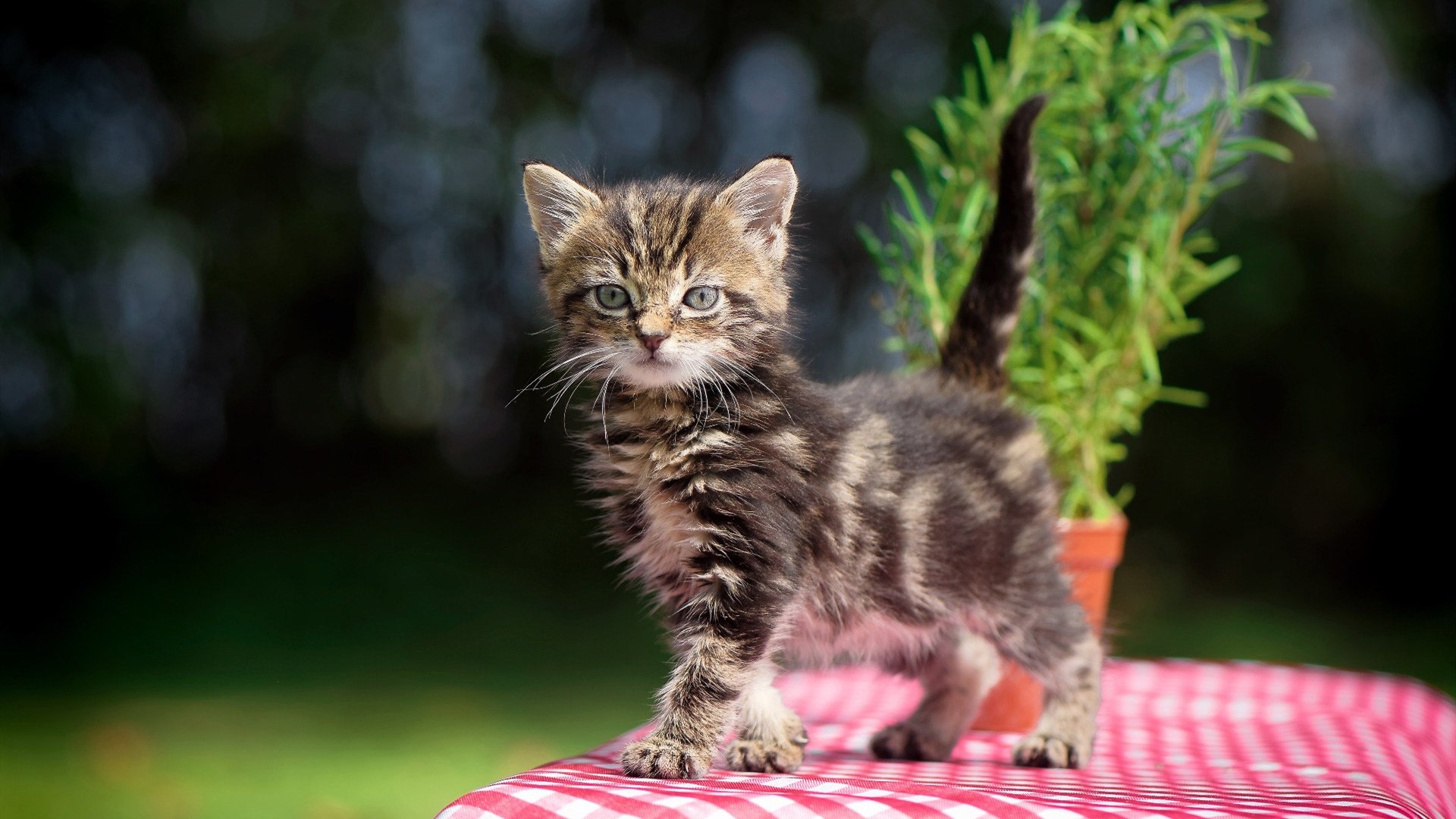 法甲绝佳配合：团队默契，燃情全场！，法甲队伍排名