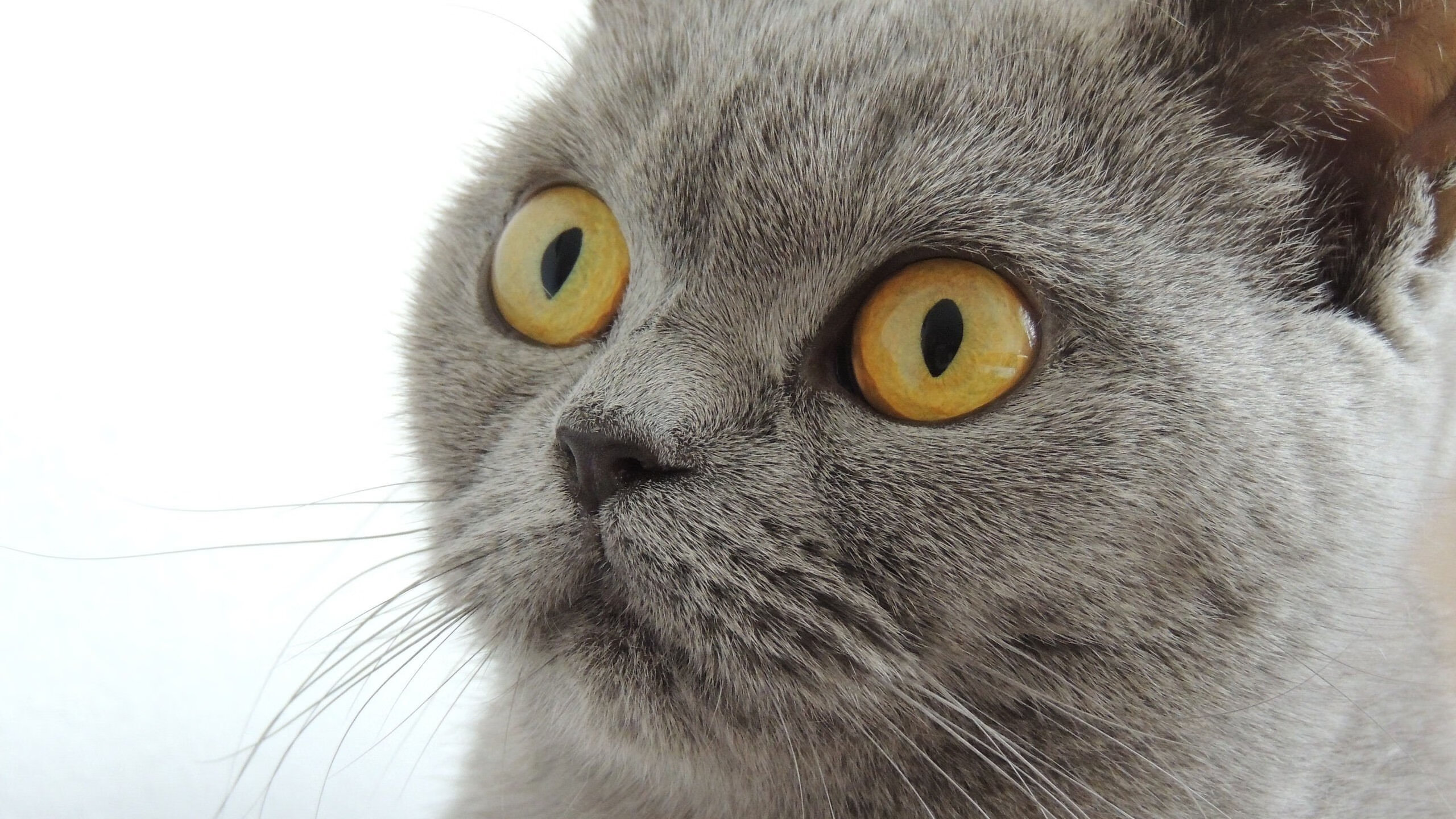 艾比·德尔福：南非队后场防守的关键人物，成功化解威胁，比尔和艾德