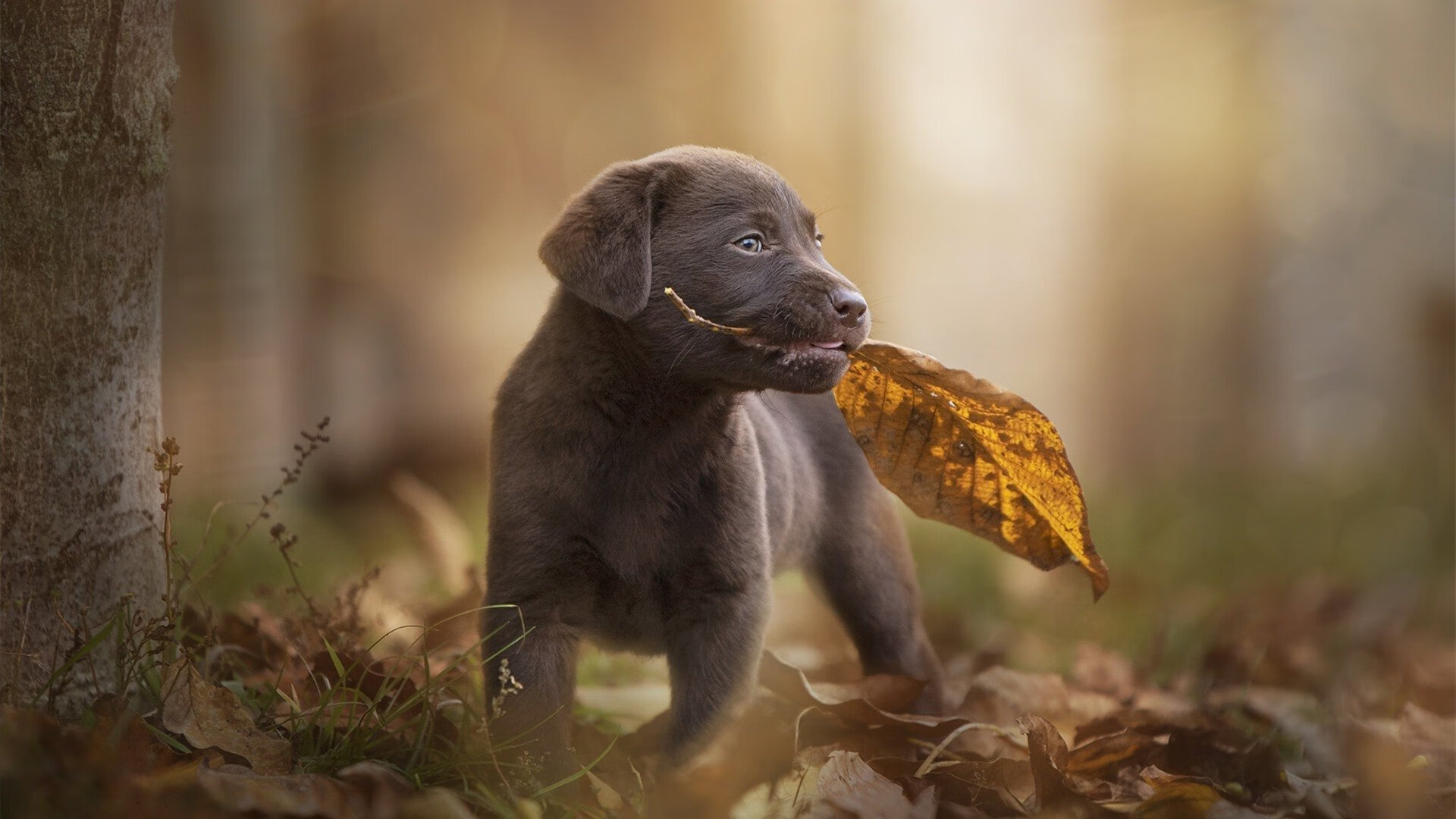 英超激战升级：悬念不断，精彩不断！，英超有多激烈