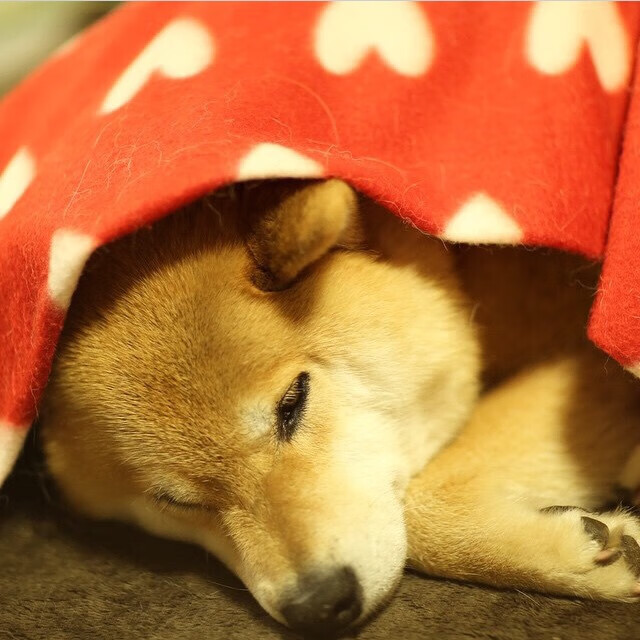 开云APP-赛场音乐版权争议解决，赛会运营回归正轨，赛场dj